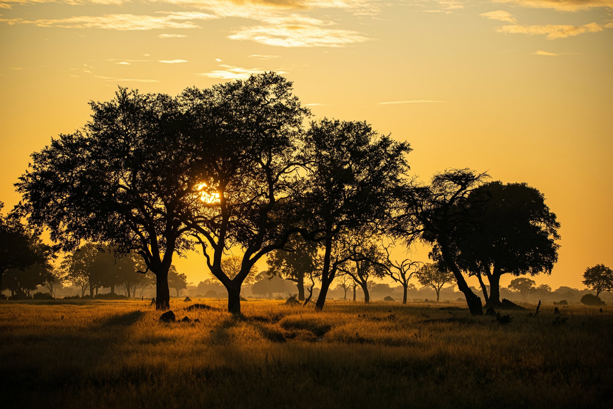Dawn on the savanna, where the walking safari began.