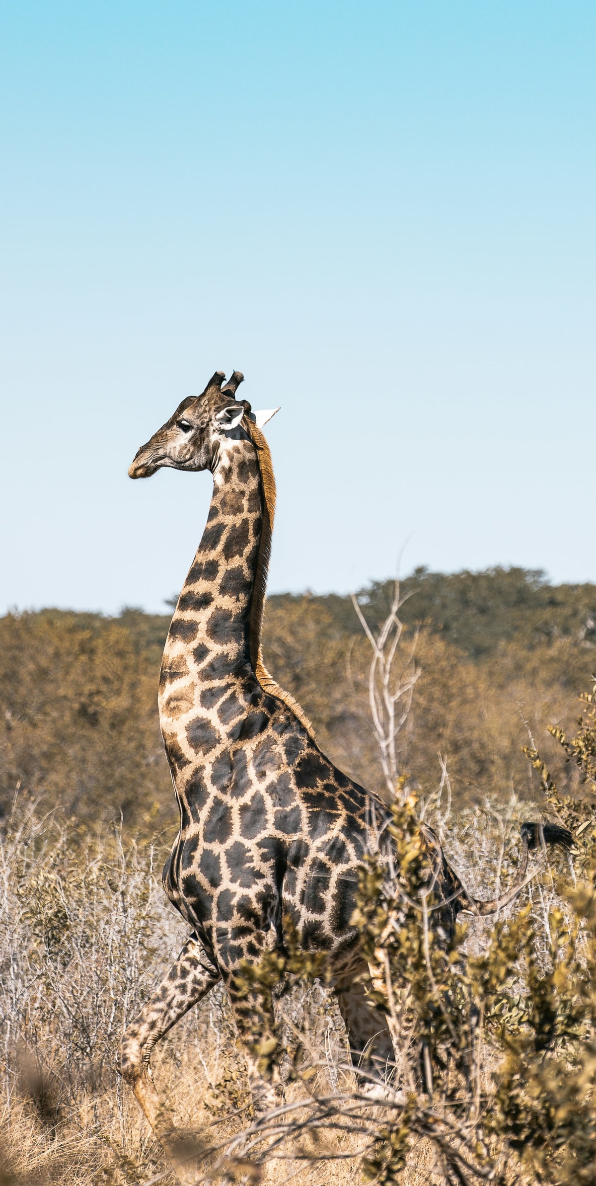 Giraffe in open bush.