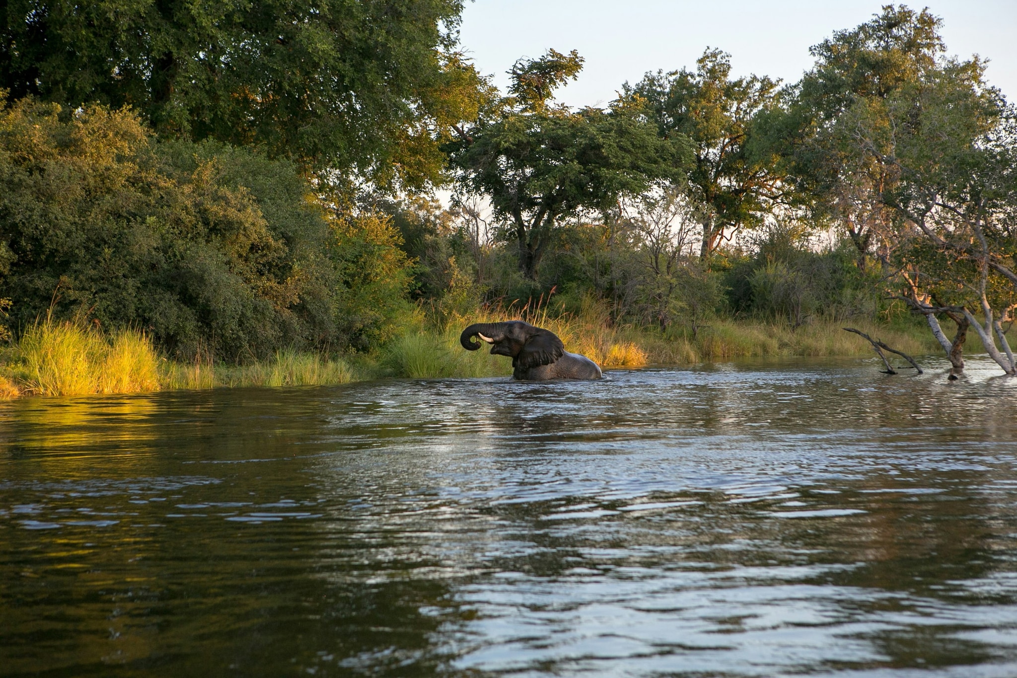 An elephant crossing a delta channel.