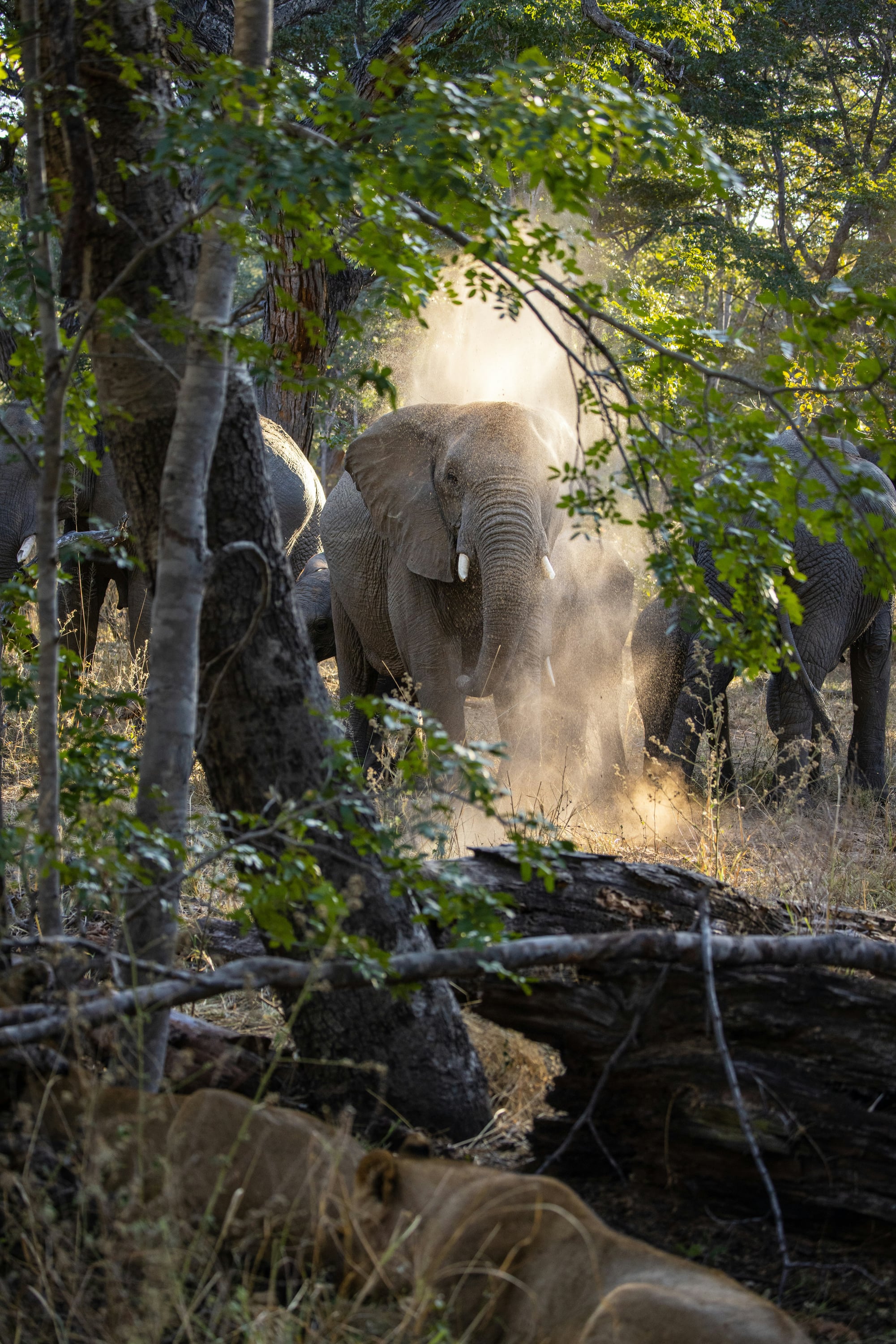 Elephant moving through riverine bush.