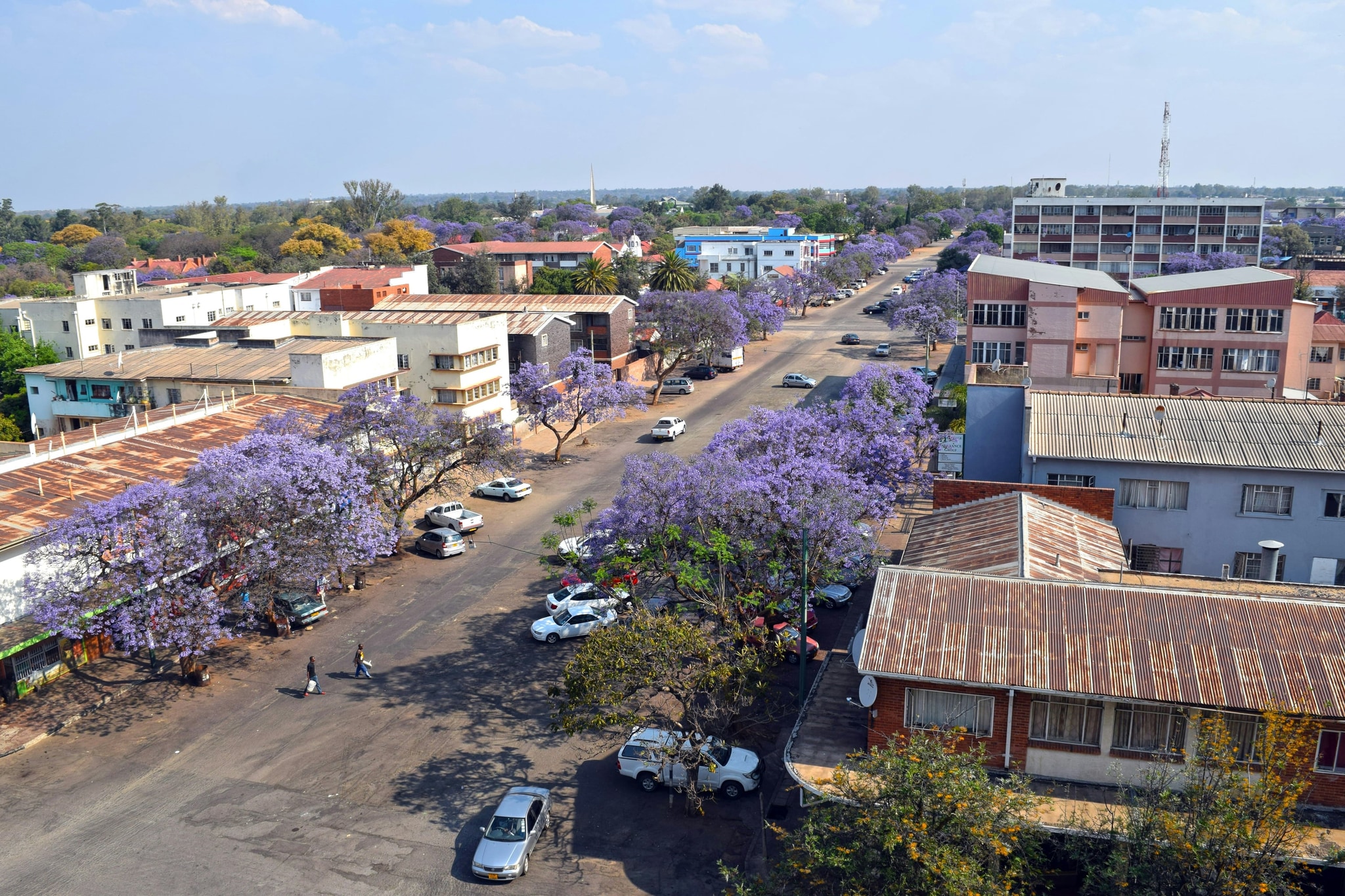 A jacaranda street in the region, in flower.