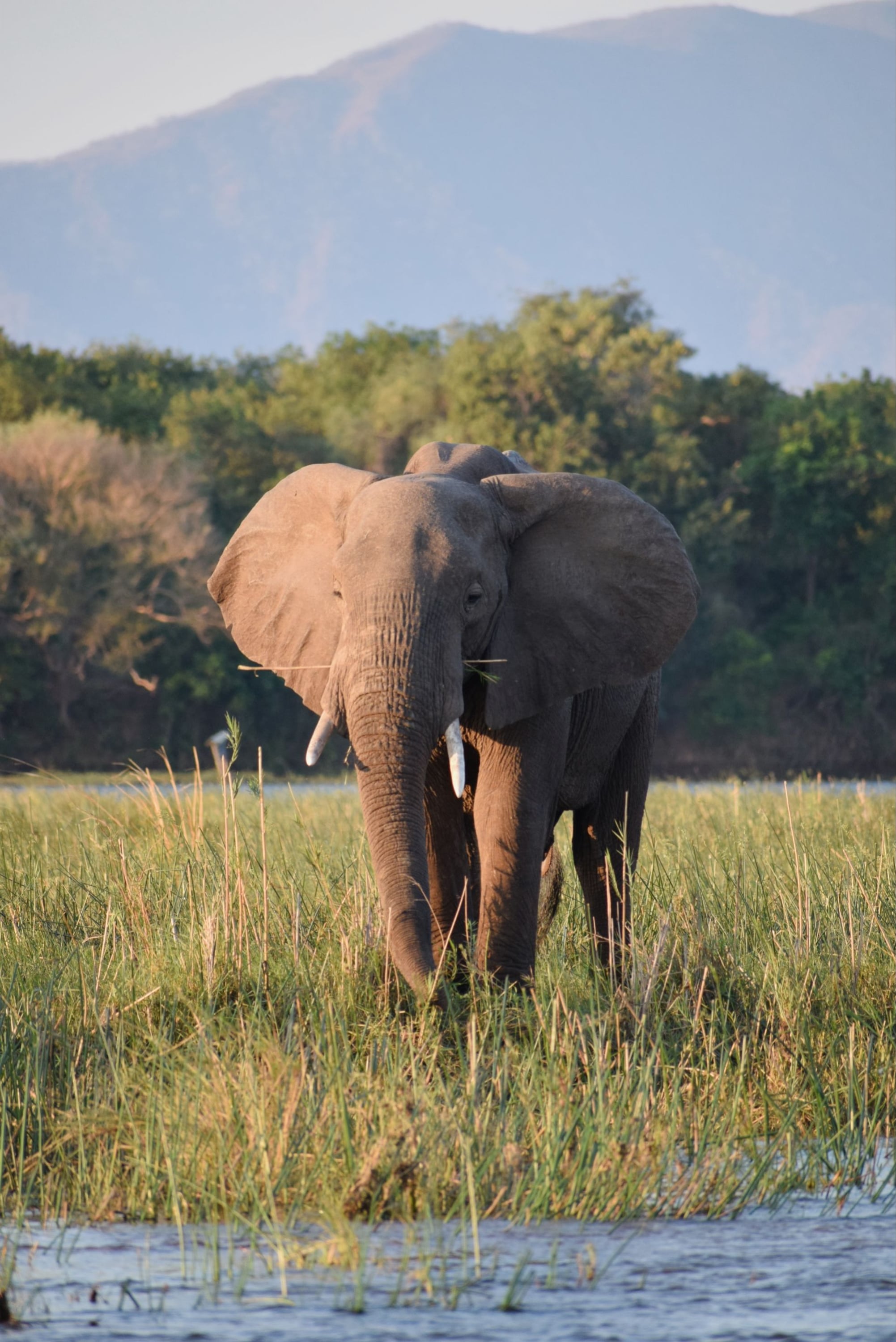 Elephant on a river floodplain — the walking country behind the arrivals figures.