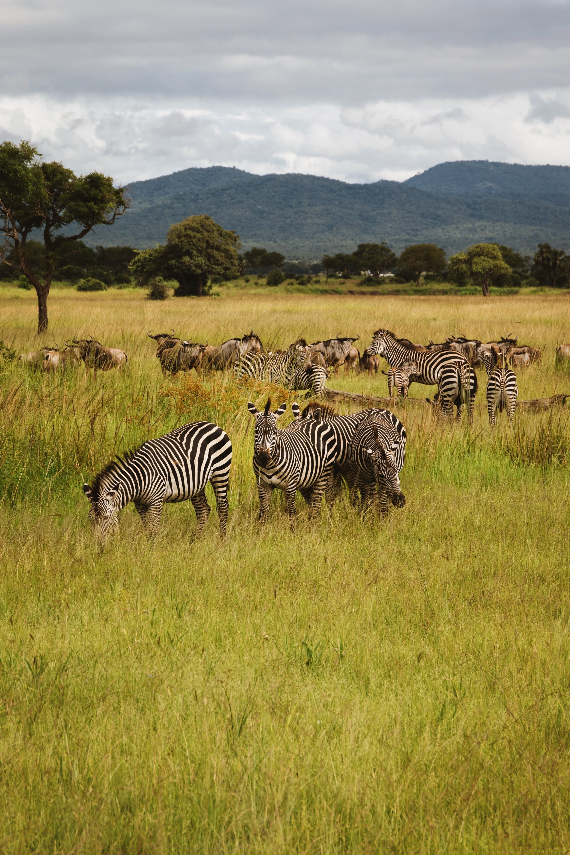 Plains game on open grassland.