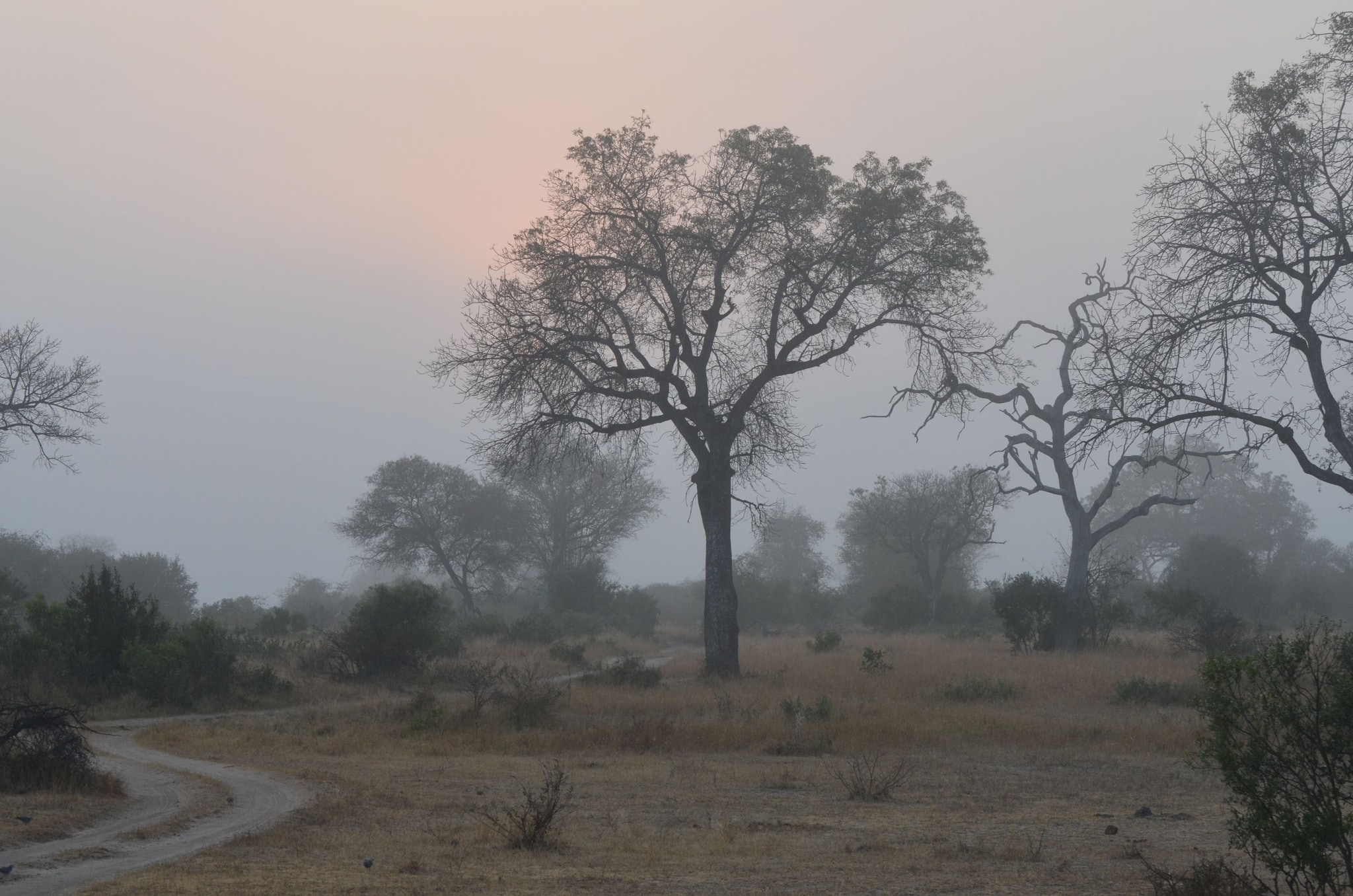 First light in the bush.