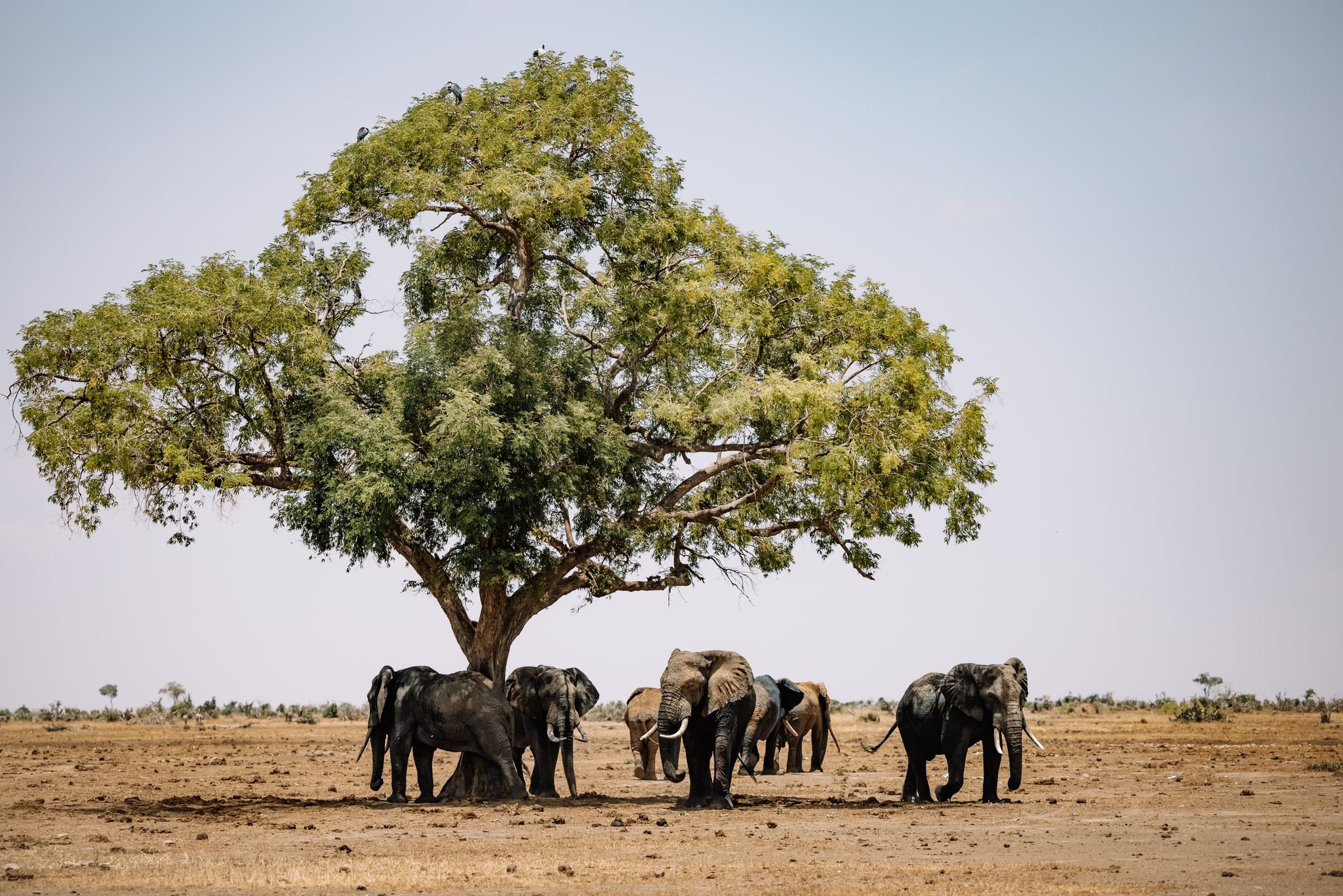 Dry-season country in the north. The flood from the Angolan Highlands is the highest in thirty years.