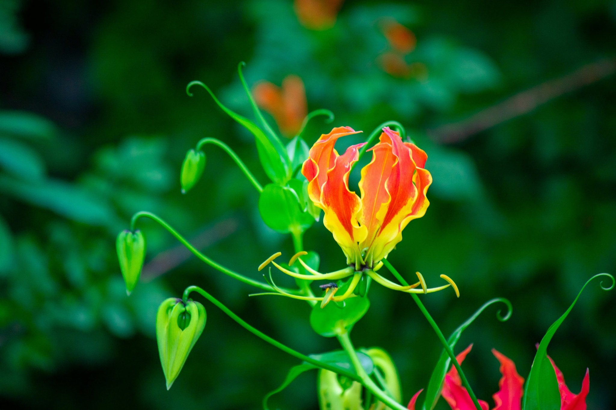 Flowering regrowth.